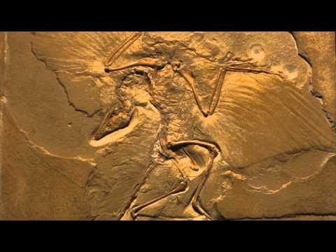 Video: Was archaeopteryx de eerste vogel?