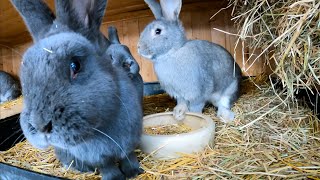 Kaninchen das grau wird, geprüft