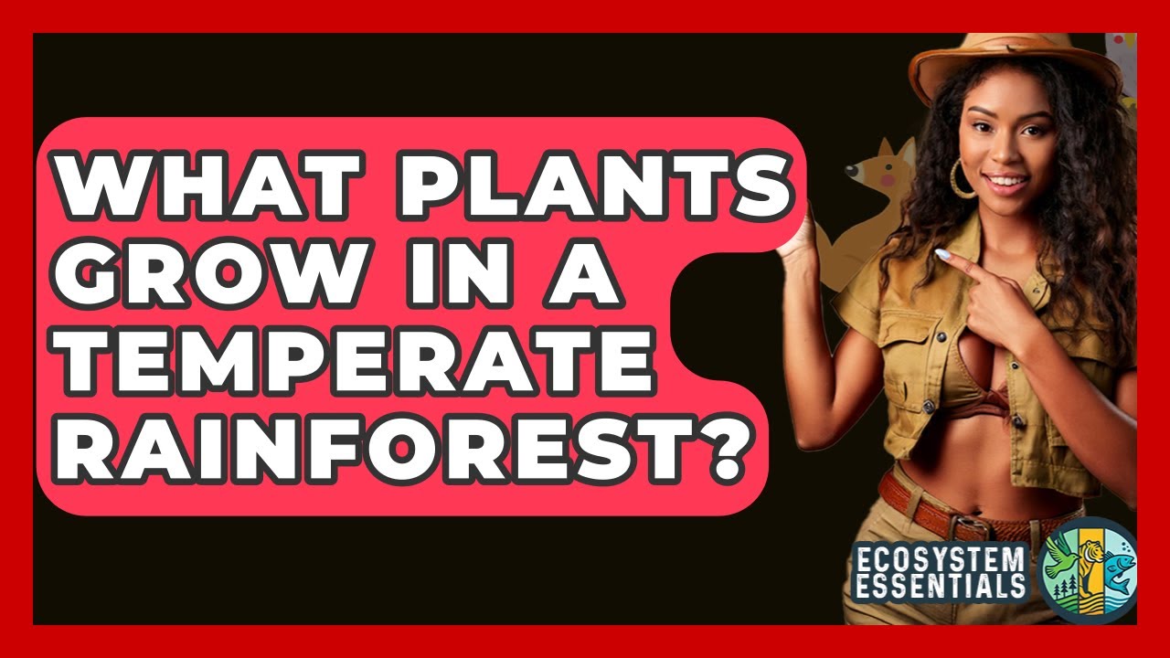 What Plants Grow In A Temperate Rainforest? - Ecosystem Essentials