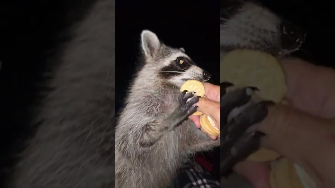 Raccoonland Live 7-20-26 Pm - YouTube