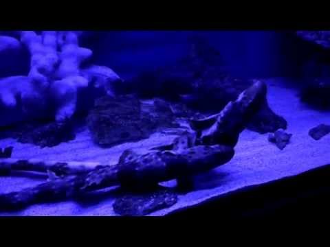 Halmahera Epaulette Shark mating attempt http://www.benthicsharks.ca/