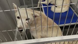 Details acs A675701 A675702 News