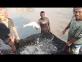 🎣 জালে ধরা গ্রামের Huge Fish — Village Pond Catch!