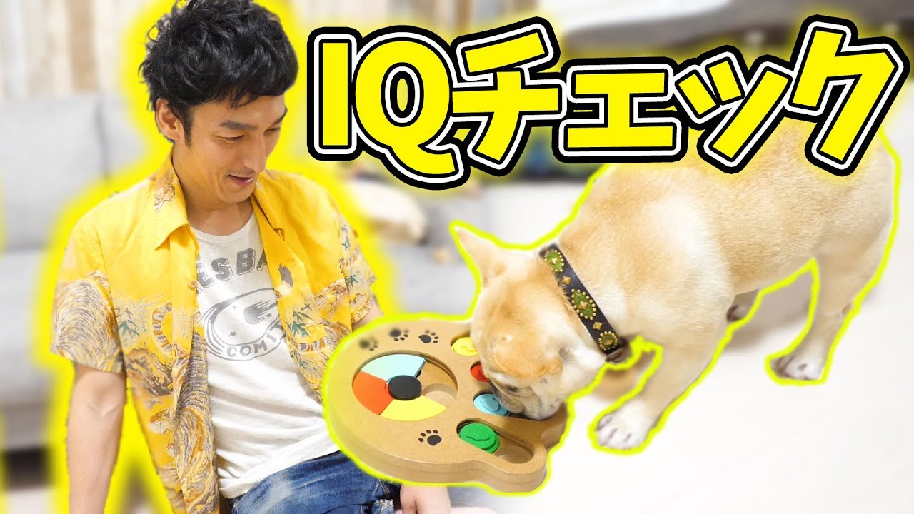 クルチューバーのIQチェック！