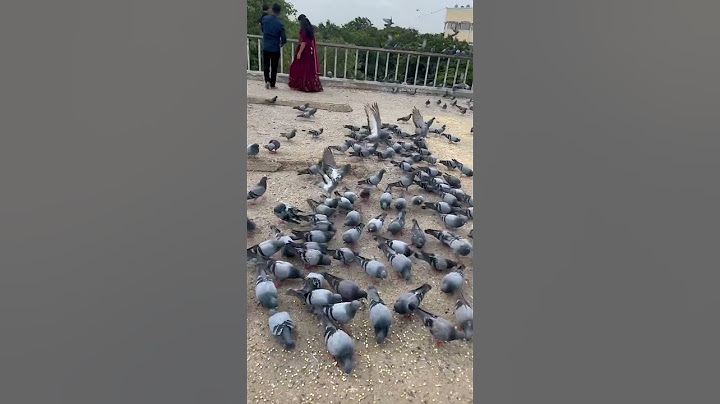I WAS VERY 😊 WHEN A GIRL WAS SCOLDED FOR NOT FEEDING THE PIGEON AND ONLY CLICKING PHOTOS #scolded