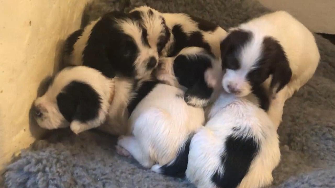 11 Puppies Are Raised by Village After Their Mom Died