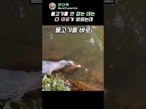 거북이가 갈 때까지 기다렸을까요? #사냥성공 #물고기낚기 #레전드순간 thumbnail