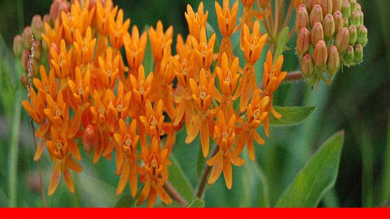 Top 10 Native Plants For Your Michigan Garden 🛋️ YouTube