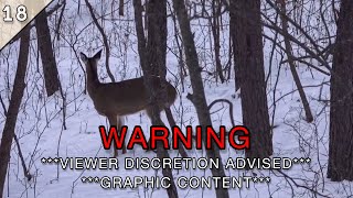 If you were SCARED of COYOTES Before, DONT WATCH THIS (WARNING: GRAPHIC!!!)