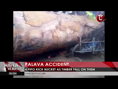 4 Pippo Don Kick Bucket As Timber Fall For Their Heads | More News