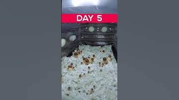 7 Days in 7 Seconds Growing Mushroom #Timelapse