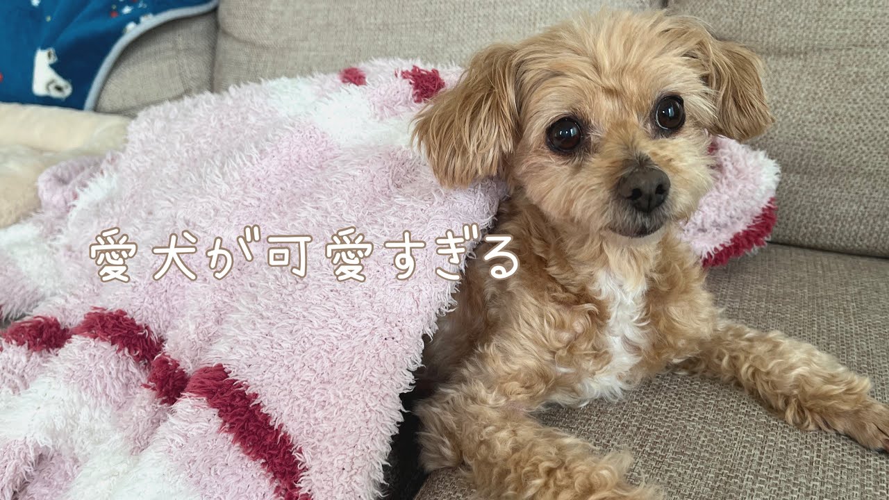 愛犬の愛おしいところ💭🩷