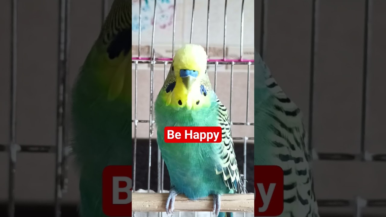 Bu sese Bayılacak Muhabbet Kuşu Sesi, , Kaçan Kuşunuza dinletin geri gelsin #budgies #muhabbetkuşu