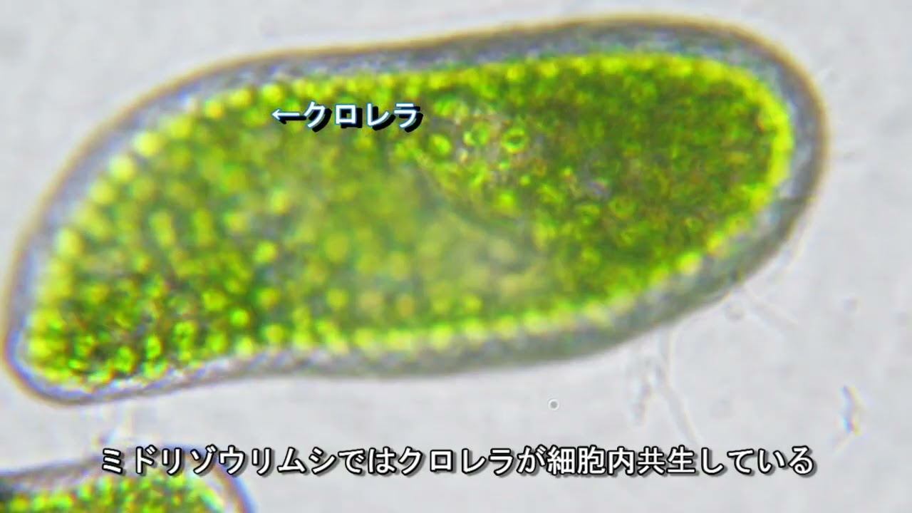 ミドリゾウリムシの観察実験 高校生物実験 - YouTube