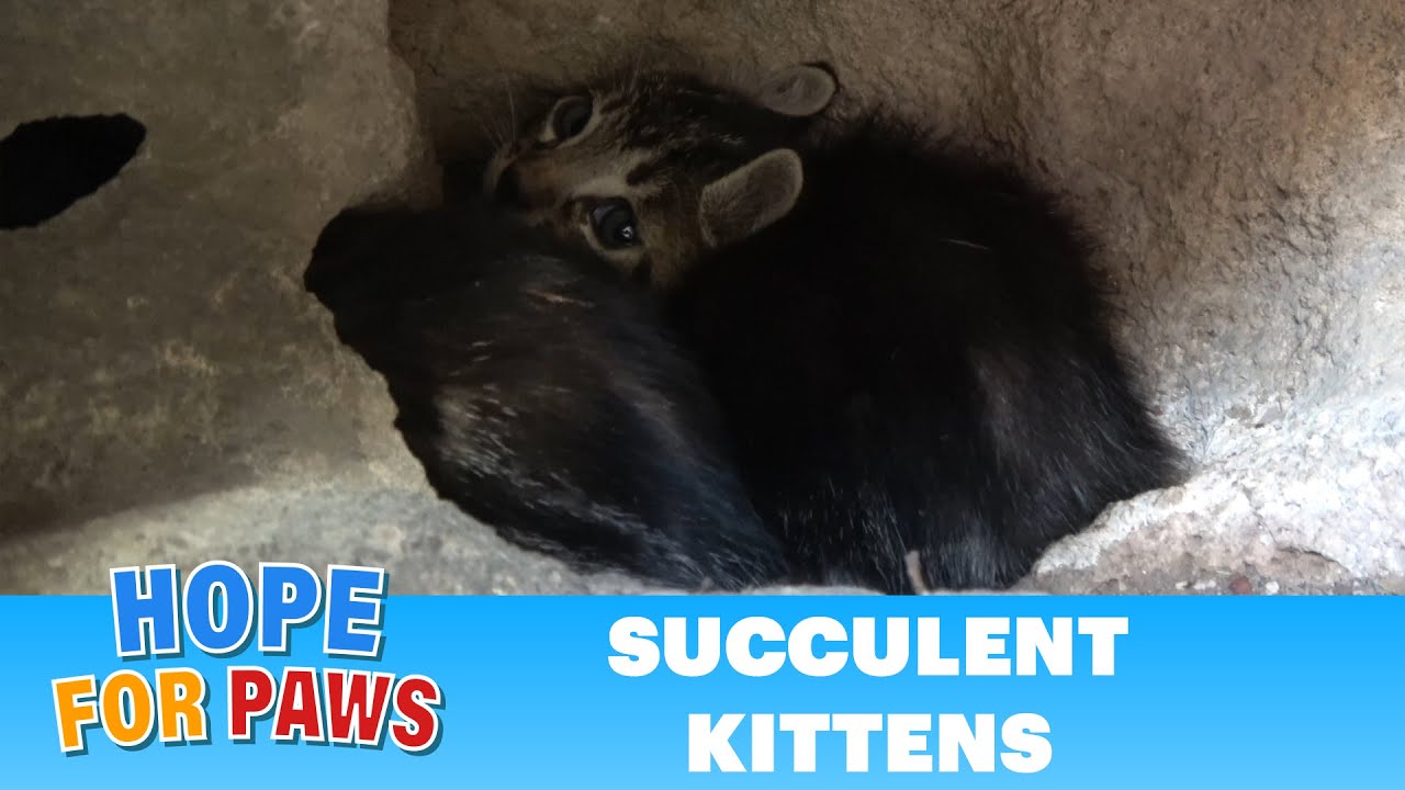 It's unreal how many kittens squeezed INTO a rock! #kitten