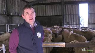 Pasteurella Pneumonia and Clostridial Disease - XLVets Sheep Roadshow 2020