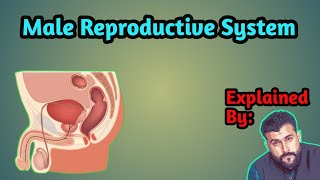 Male Reproductive System explained by Tariq Pathan