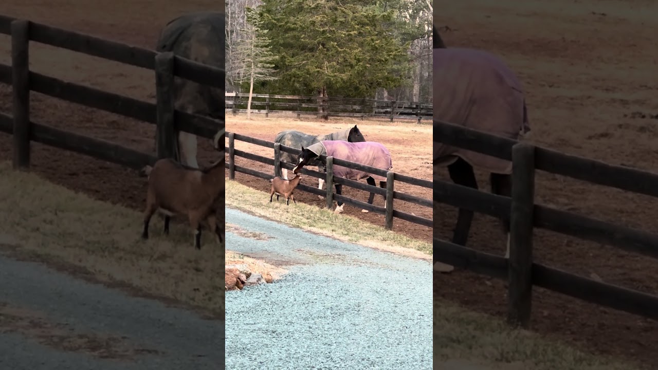 Лошадь и коза влюблены друг в друга.