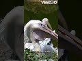 ペリカンがいかちぃ #shorts #ペリカン