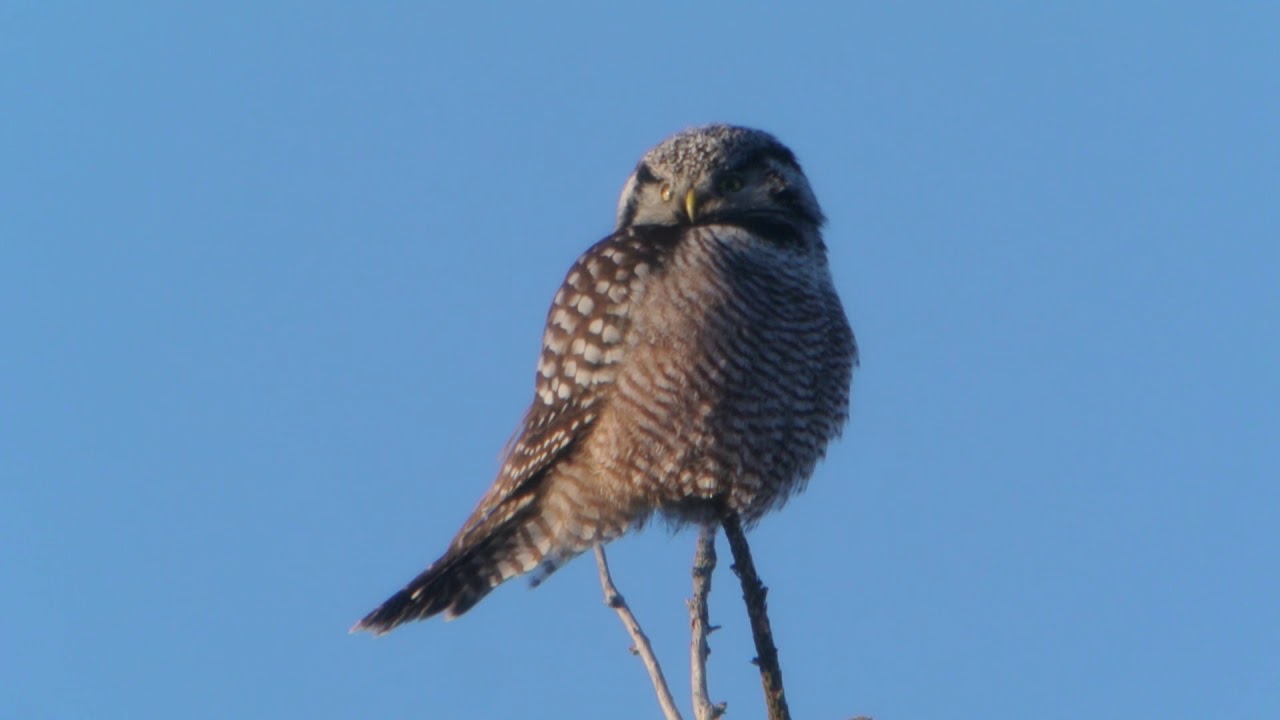 Northern Hawk Owl 