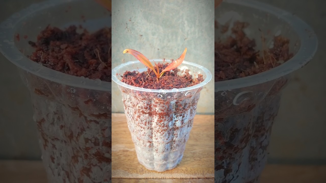 simply we propagates purple 🟣 plant branch in glass 