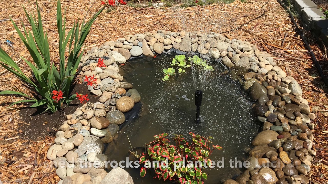 I Dug my Own Backyard Pond in the PNW - YouTube