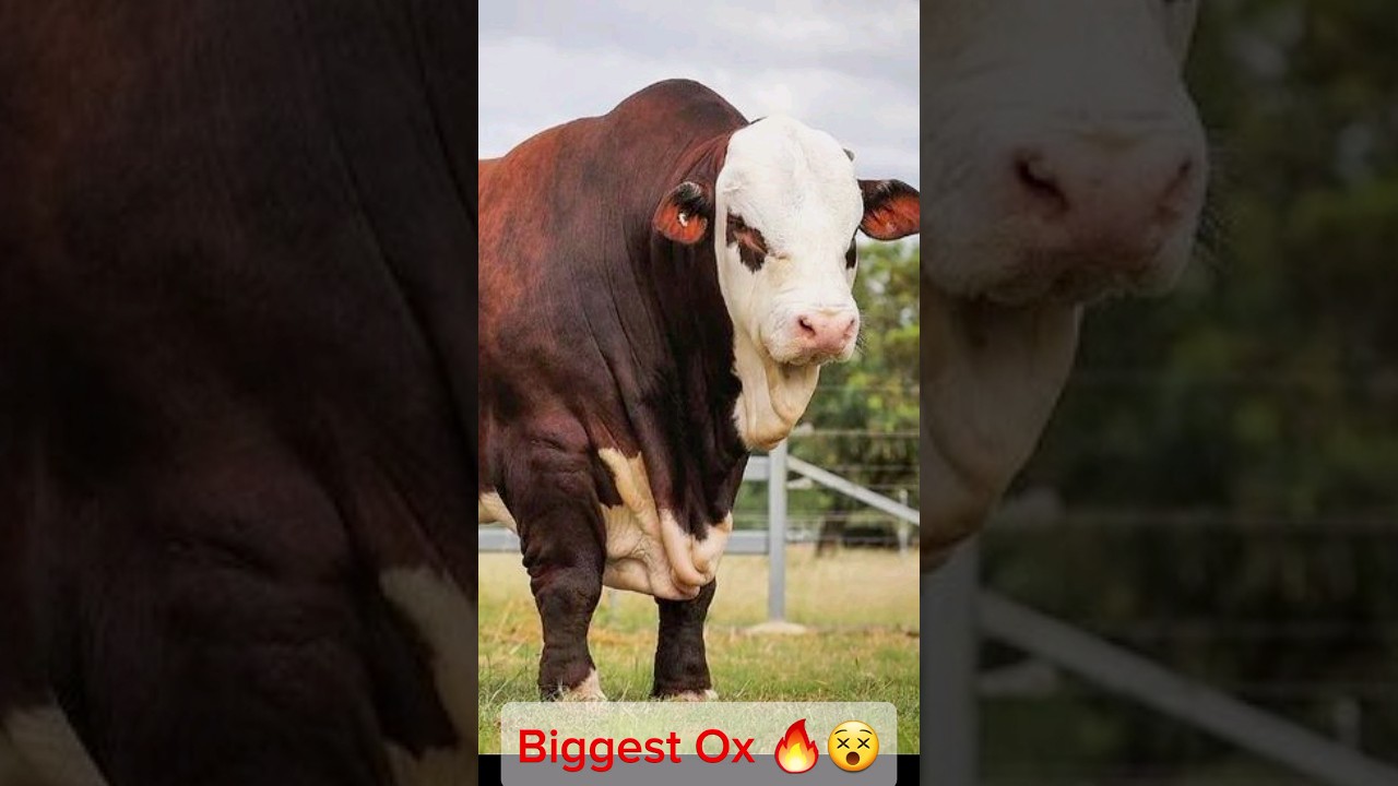 Would biggest Ox in UK 🇬🇧  