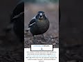 Australian magpie part 6