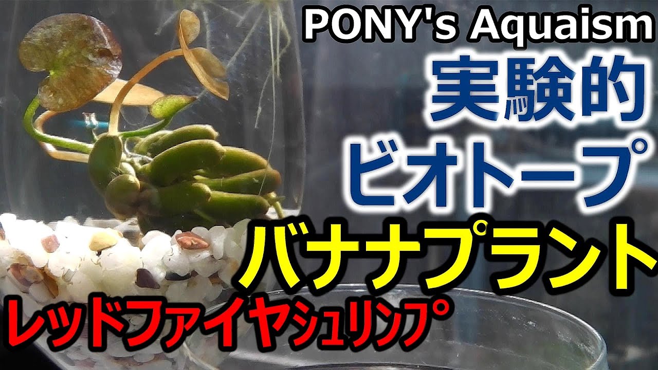 ステレオ工房ポニー別館 Pony S Aquaism ビオトープの薦め ステレオ工房ポニー別館 Pony S Aquaism ビオトープの薦め