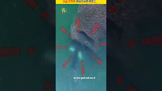 सबसे ख़तरनाक जानवर🤯||Most dangerous animal||water creature🤯|| #shortvideo #facts