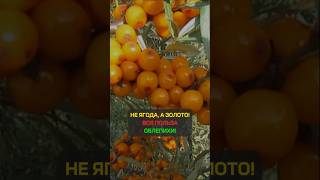 Польза облепихи #shorts #здоровье #народнаямедицина #народныерецепты #облепиха