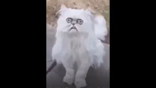 funny videos compilation | Stray Cat | Robert it goes down | best street musican