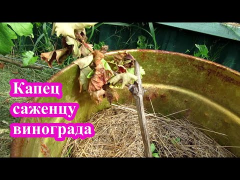 Видео: Почему усох?