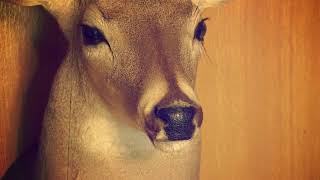 Unique TV Advertising Can Boost Your Collision Center Business #3 Buck What Bears Do In The Woods