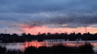 Mesmerising Large Starling Murmuration