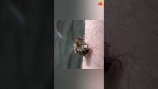 मधुमक्खियाँ आपको डंक मारने के बाद क्यों मर जाती हैं ? (आउच) | Why bees die after stinging you ?