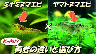 【結局どっちが良い？】ミナミヌマエビとヤマトヌマエビの決定的な違いと選び方について