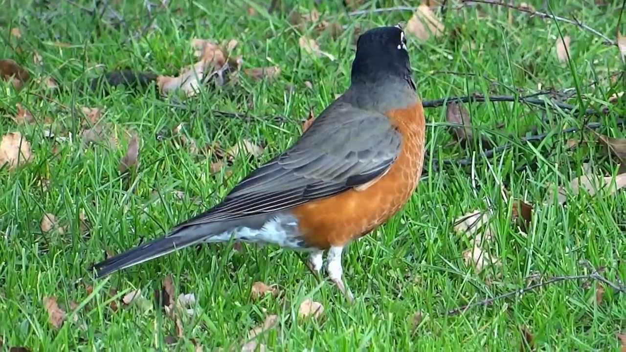 robin eating worms in dirt