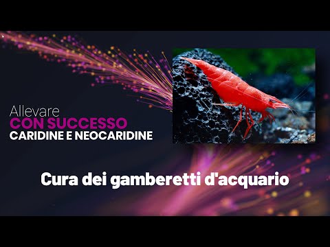 Video: Perché è necessario lo sviluppo dei gamberetti?