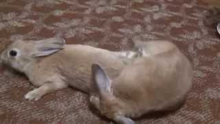 видео Вязка кроликов: вязка декоративных и карликовых кроликов