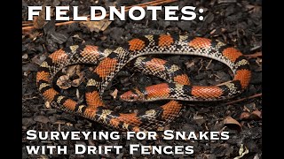 Fieldnotes: Surveying for Snakes With Drift Fences by The Orianne Society 671 views 9 months ago 9 minutes, 6 seconds