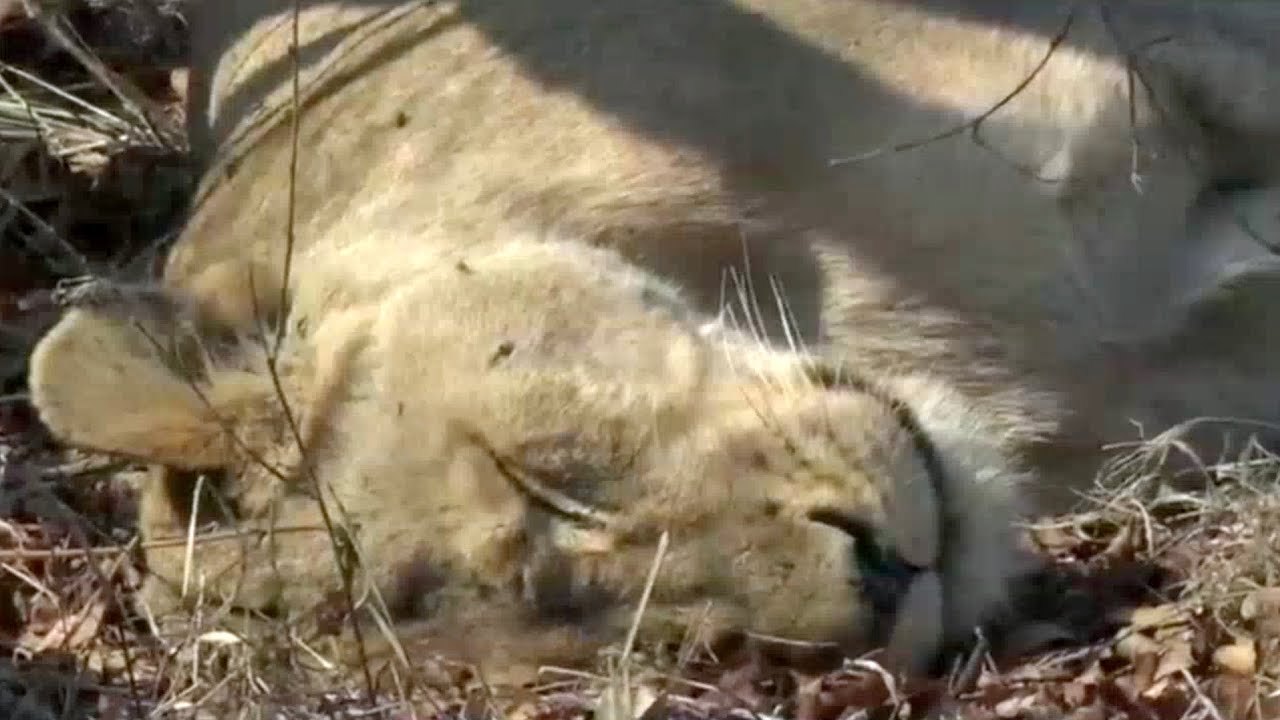 How Long Is The Gestation Period For A Lioness YouTube how-long-is-the-gestation-period-for-a-lioness-youtube