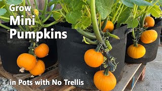 How to Grow Pumpkins from Seed in Containers | Wee Be Little Pumpkin  Easy Planting Guide