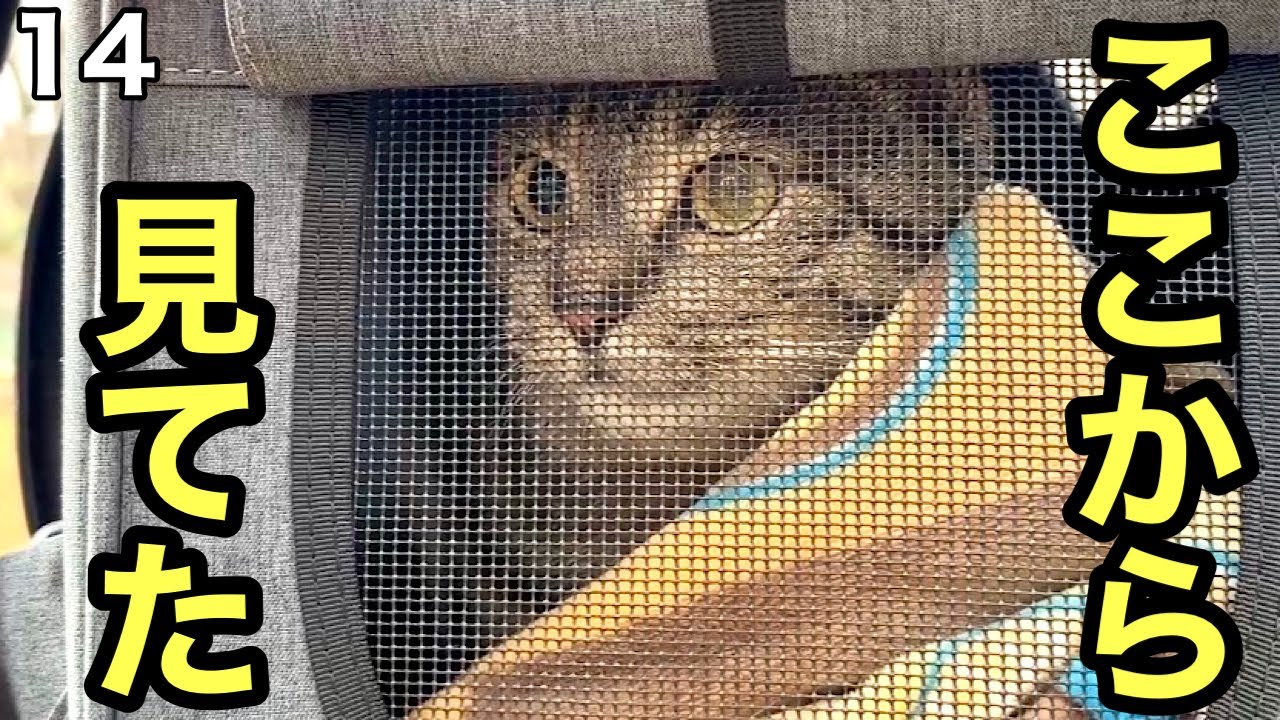 #14 リュックの中から外を見た日　元野良猫ポテ