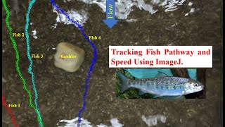 ImageJ: Manual Tracking (Finding Speed of Moving Objects) & MTrackJ (Tracking Pathway)