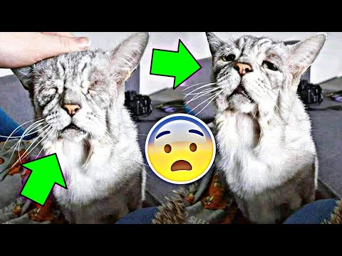 Video: Forstørret Lever Hos Katter