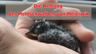 Die Rettung der Mehlschwalben von Meierwik