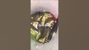 CHIỀU NAY EM ĐI CÂU CÁ VỀ CHO MÁ NẤU CANH CHUA.. CÁ RÔ ĐỒNG ĐÂY LÀM MÓN GÌ NGON NÈ
