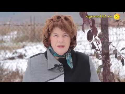 Свадьбы на Покров