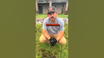 Crawfish Lifecycle Explained 🦞 #louisiana #crawfish #wildlife